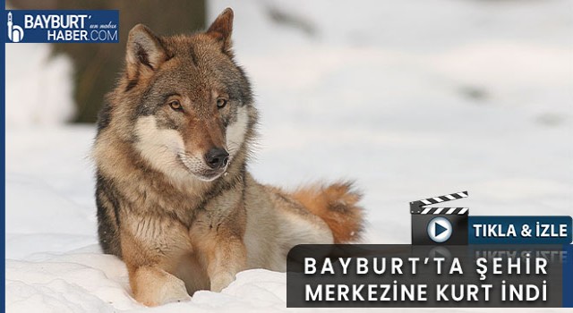Bayburt Şehir Merkezinde Kurt Görüldü