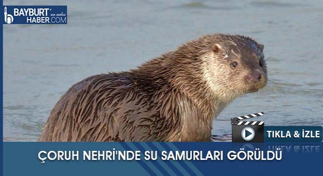 Türkiye’nin En Hızlı Akan Nehri Çoruh’ta Su Samuru Görüldü