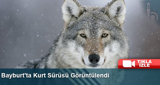 Aydıntepe’de Fotokapan Kurt Sürüsünü Kaydetti