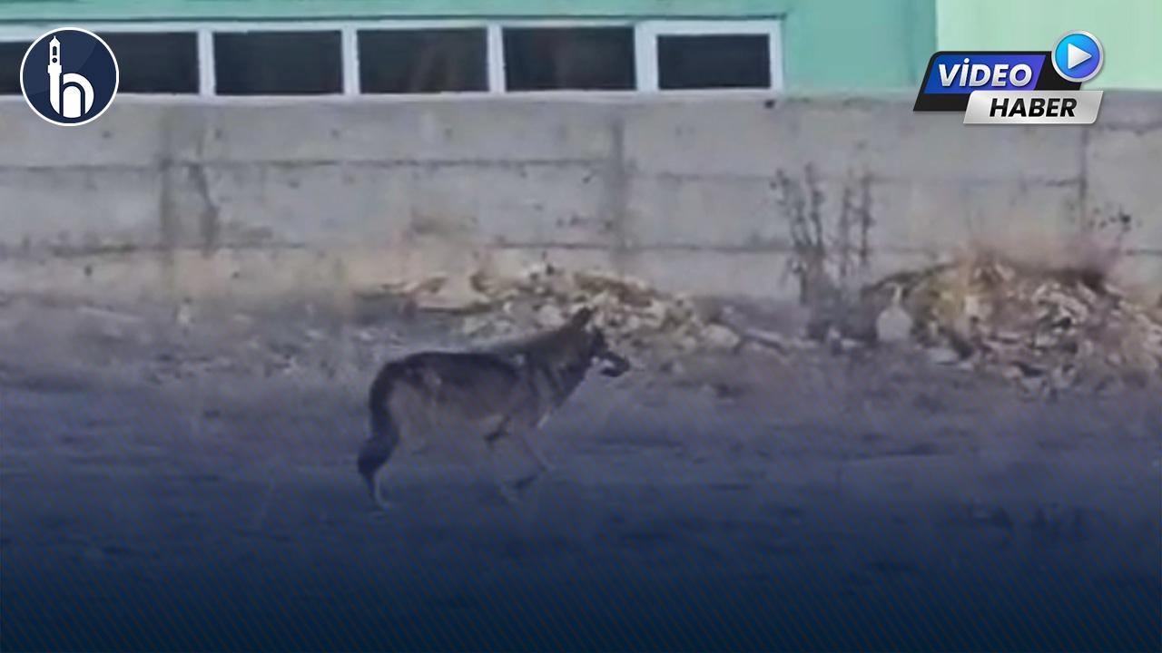 Bayburt OSB’de Kurt Alarmı: Soğuk Hava Yaban Hayatını Yerleşimlere İndirdi!