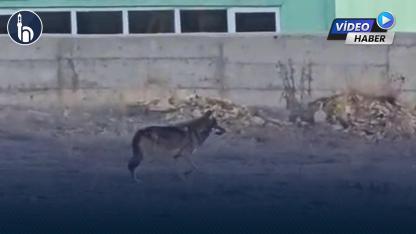 Bayburt OSB’de Kurt Alarmı: Soğuk Hava Yaban Hayatını Yerleşimlere İndirdi!