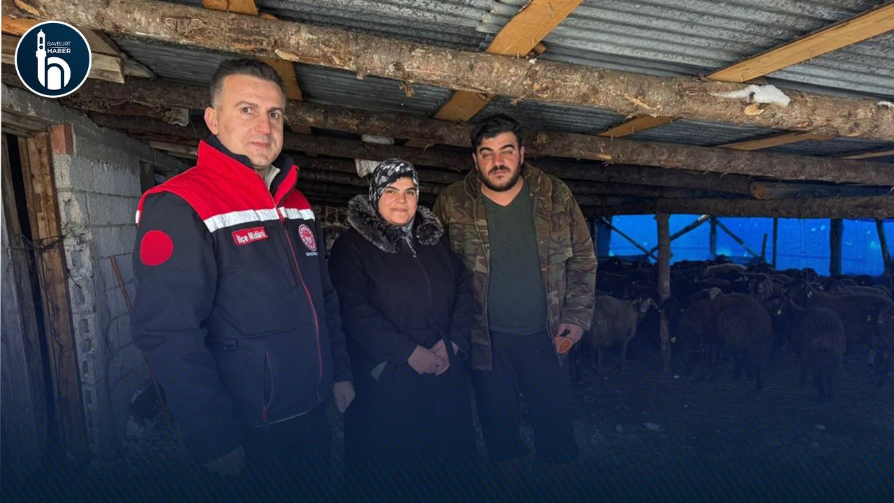 Bayburt’ta Yeni Üreticilere Hayvancılık Desteği Sürüyor