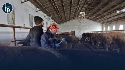 Bayburt Aydıntepe’de Şap Aşılama Çalışması