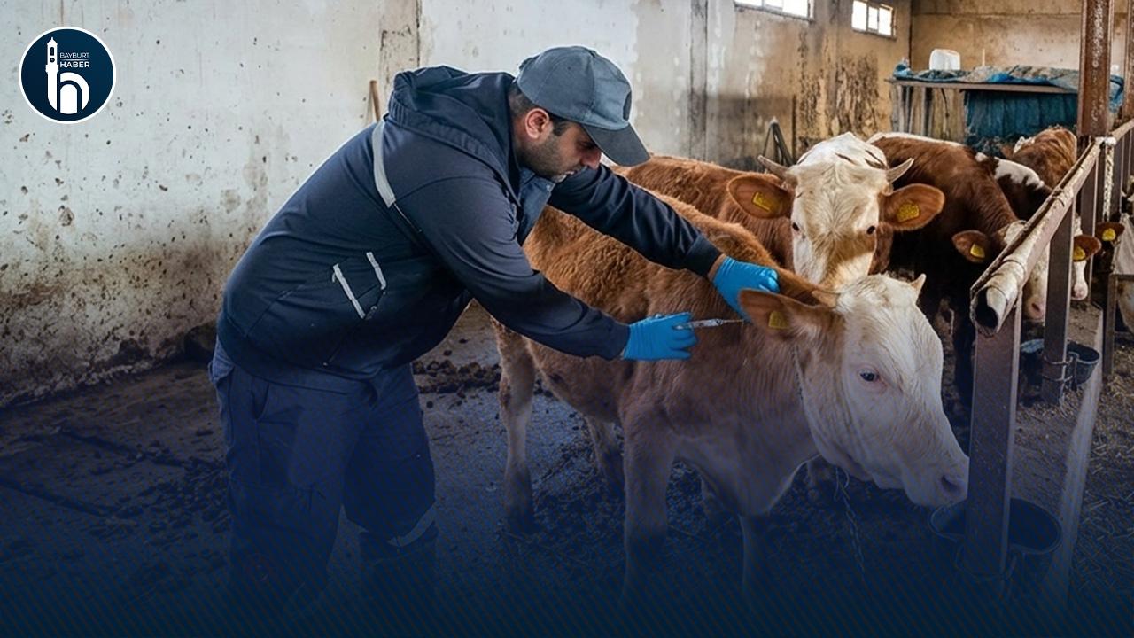Bayburt’ta 2026 İlkbahar Aşılama Çalışmaları Devam Ediyor