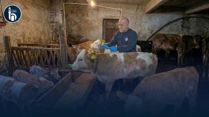 Aydıntepe Genelinde Şap Aşılama Tamamlandı