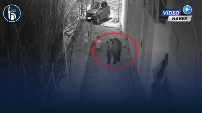 Kop Köyünde Ayı ile Köpeğin Karşılaşması Kameralara Yansıdı