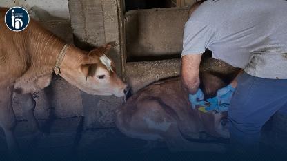Aydıntepe Köylerinde Buzağı Küpeleme ve Aşılama Çalışması