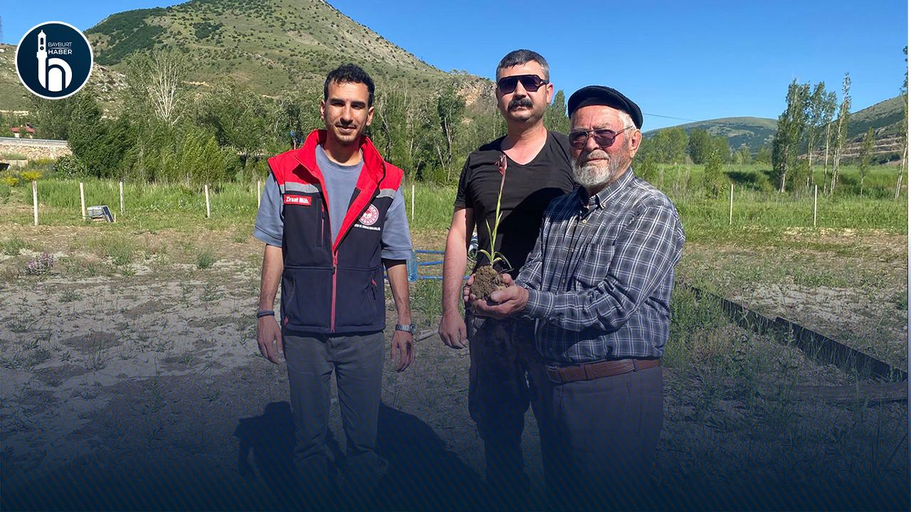 Bayburt'ta Alternatif Ürün Salepte İlk Hasat Dönemi