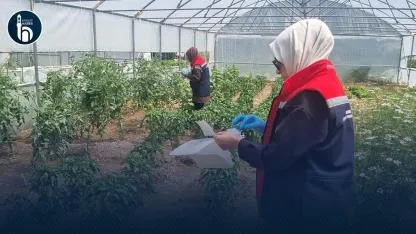 Bayburt'ta Seralara Domates Güvesine Karşı Feromon Tuzağı