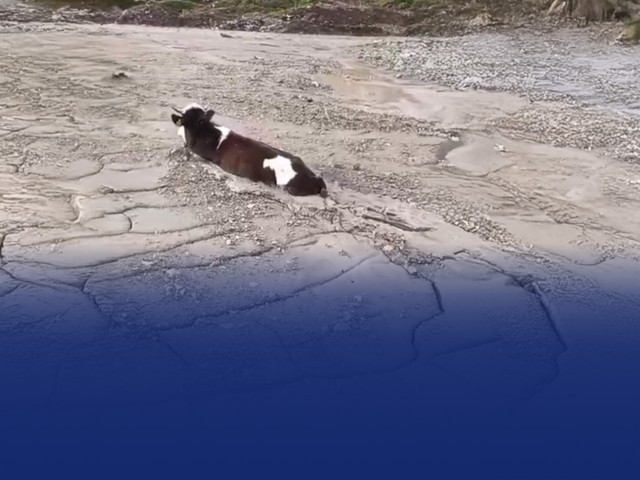 Kop Köyü Kırsalında Çevre Alarmı: Hayvan Beton Atığa Saplandı
